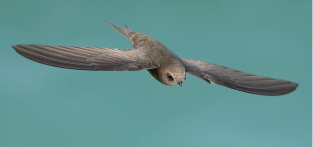 北京中轴线上的雨燕，真的永远不能落地吗？