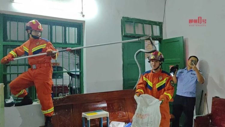 毒蛇进家!柳州两户居民凌晨紧急求助 毒蛇进家!柳州两户居民凌晨紧急求助