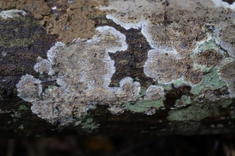 海南热带雨林国家公园发现3个大型真菌新物种 海南热带雨林国家公园发现3个大型真菌新物种