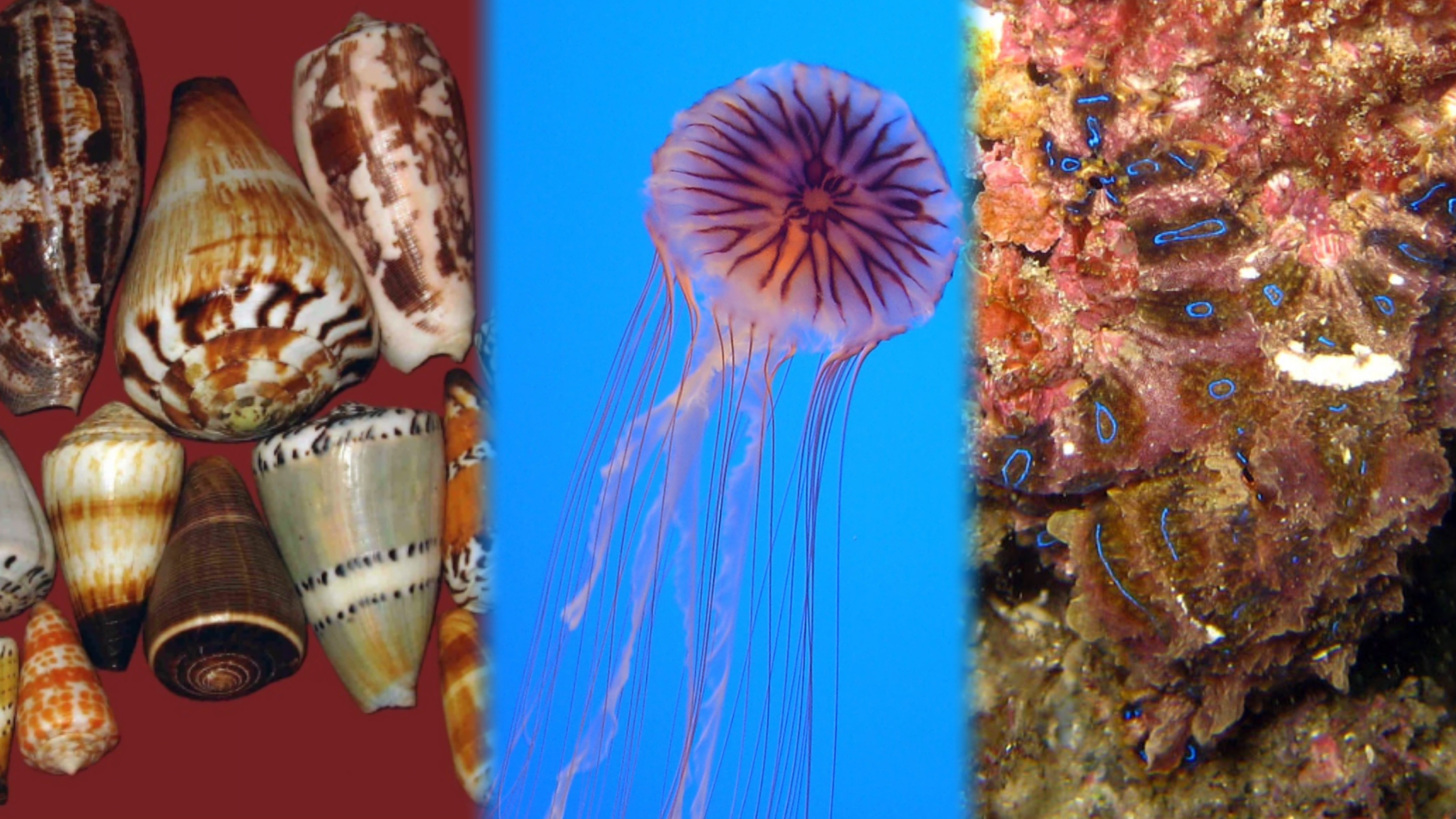 为追跳跳鱼，一男子被“封印”在海滩上 赶海时，这些事项要注意