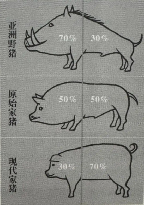 浪浪山小妖怪：小猪妖和猪八戒的出身有什么区别？