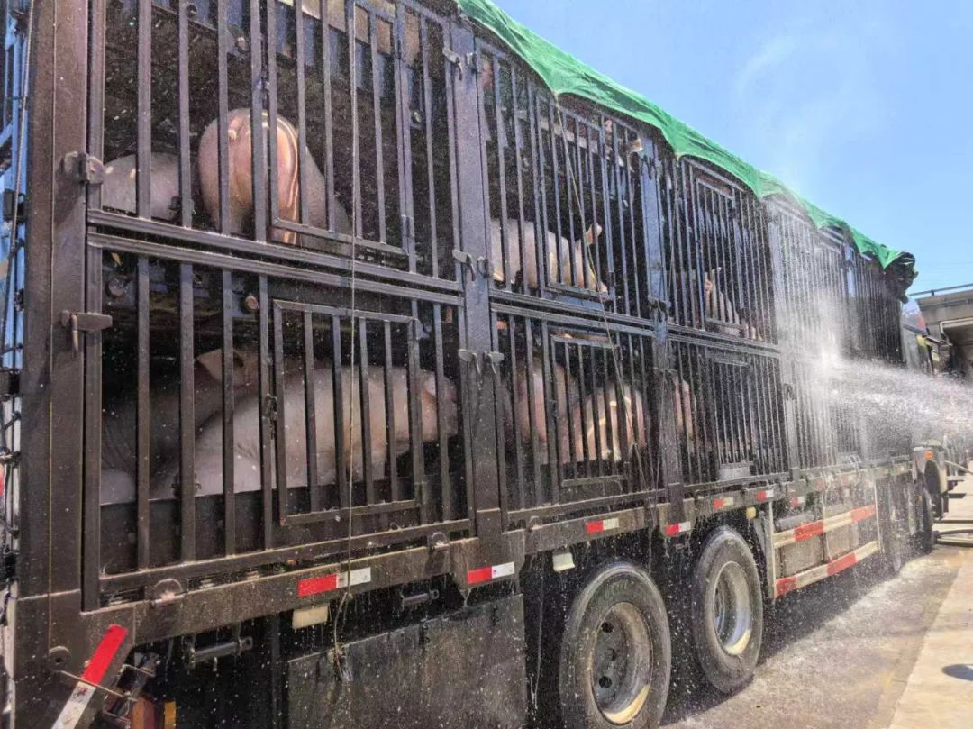 90余头猪中暑，消防为“猪专列”降温