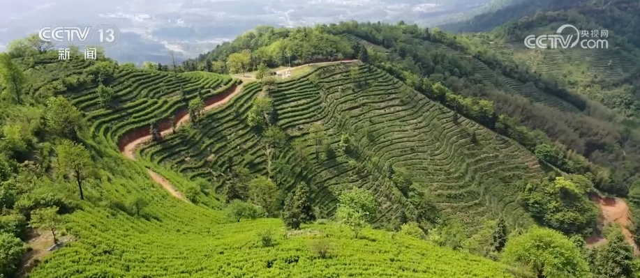 “绿色红利”富了百姓！“两山”理念“绿色密码”让茶园更绿、茶农日子更甜
