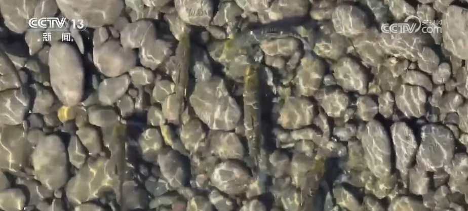 科技加持织密水、陆、空立体式监测网 “把脉问诊”母亲河确保“黄金水道”绿色通行