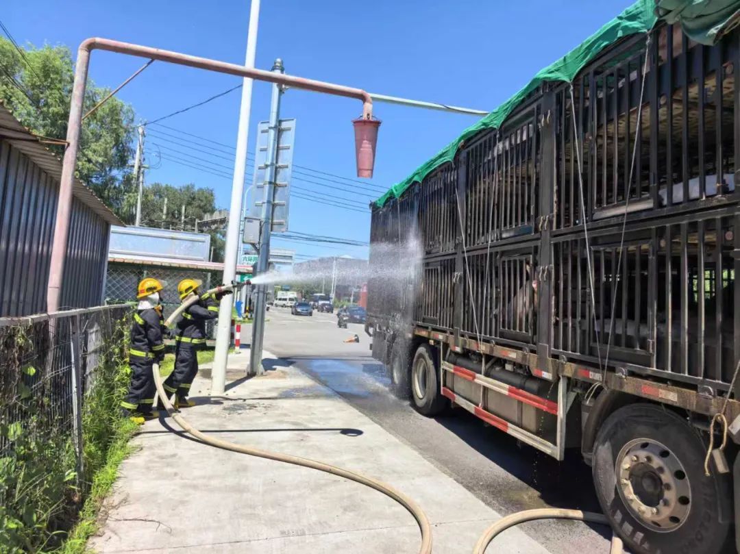 90余头猪中暑，消防为“猪专列”降温