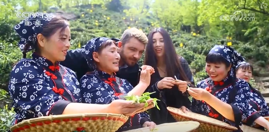 “绿色红利”富了百姓！“两山”理念“绿色密码”让茶园更绿、茶农日子更甜