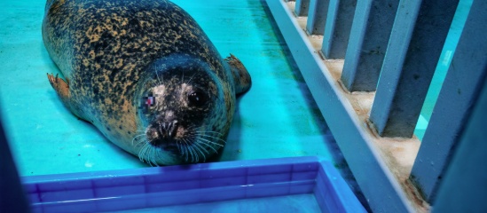 前职工称郑州知名海洋公园长期给海豚用镇静药物，还疑治疗不当致狼崽死亡，多方回应