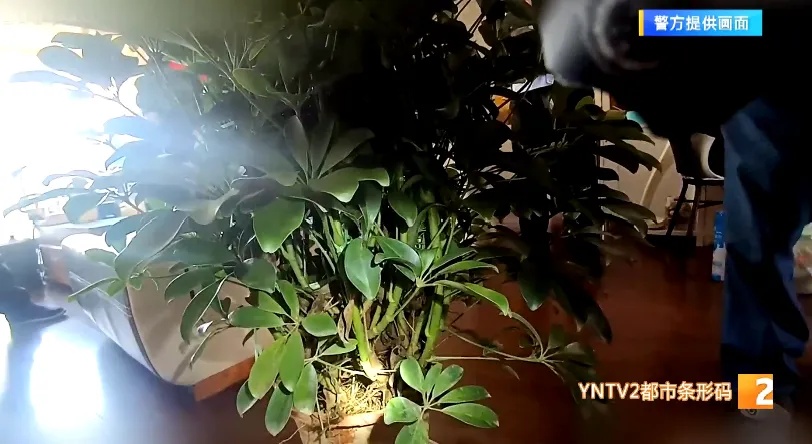 吓人！网购的绿植竟然“附赠”10条活蛇……