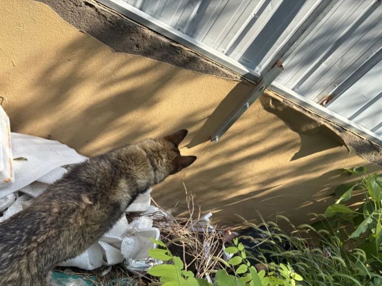 奖励牛肉罐头！老人走失一天两夜未归，三条警犬半小时找回
