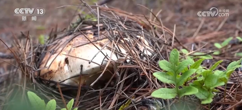 7、24、48，松茸“坐”专线“快跑”！科技“锁鲜”赋能抢“鲜”生意闯出“大市场”