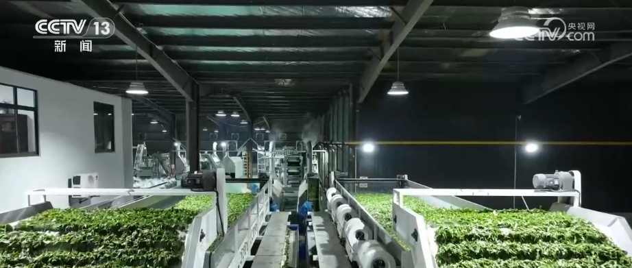 “绿色红利”富了百姓！“两山”理念“绿色密码”让茶园更绿、茶农日子更甜