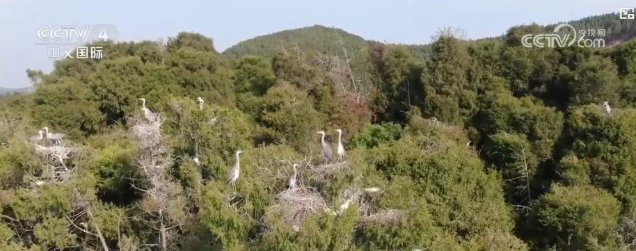 绿水青山释放经济红利 生态保护与产业发展双赢