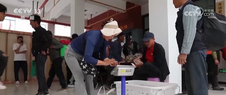 7、24、48，松茸“坐”专线“快跑”！科技“锁鲜”赋能抢“鲜”生意闯出“大市场”