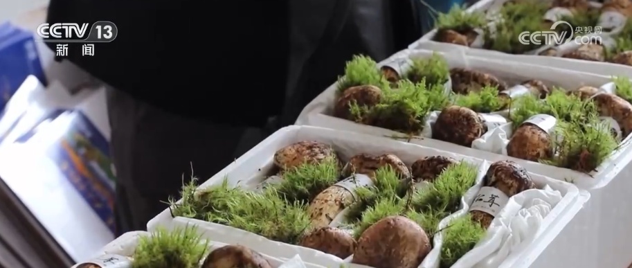 7、24、48，松茸“坐”专线“快跑”！科技“锁鲜”赋能抢“鲜”生意闯出“大市场”