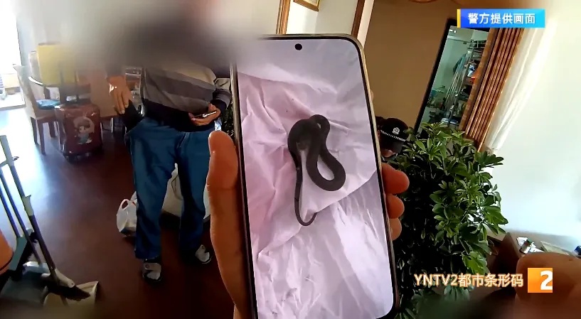 吓人！网购的绿植竟然“附赠”10条活蛇……