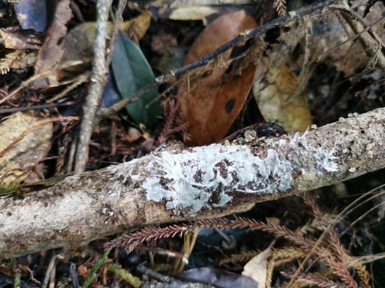 海南热带雨林国家公园发现3个大型真菌新物种 海南热带雨林国家公园发现3个大型真菌新物种