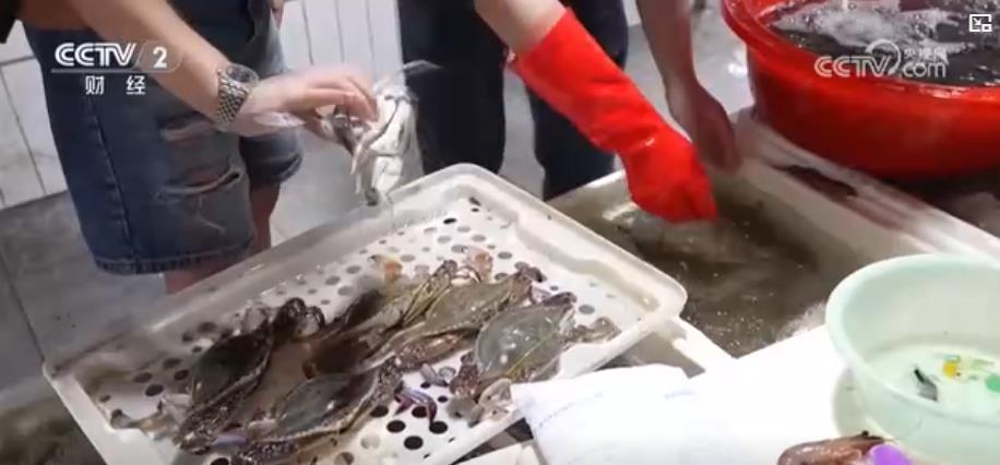 海产品迎来丰收季:海鲜市场购销两旺 多种品类丰富市民餐桌 海产品迎来丰收季:海鲜市场购销两旺 多种品类丰富市民餐桌