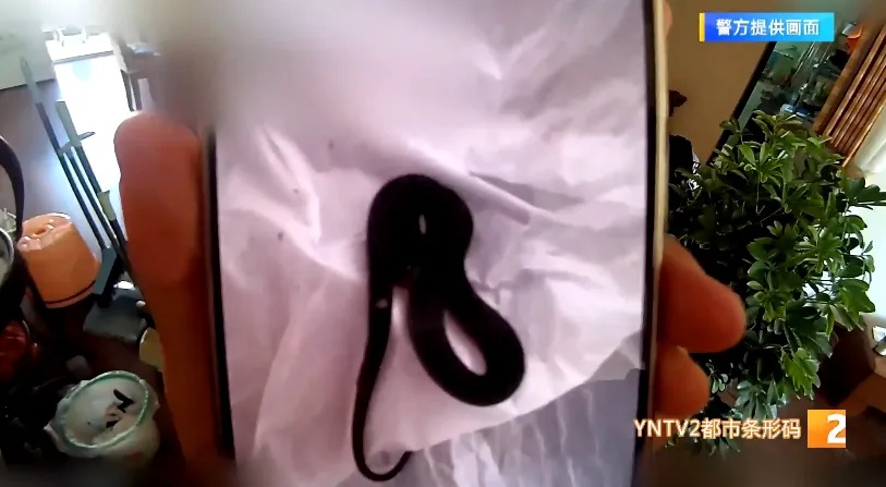 吓人！网购的绿植竟然“附赠”10条活蛇……