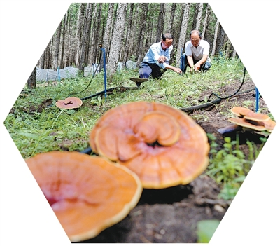 人民日报记者深入三省七县脱贫村调研:脱贫产业兴,日子有奔头 人民日报记者深入三省七县脱贫村调研:脱贫产业兴,日子有奔头