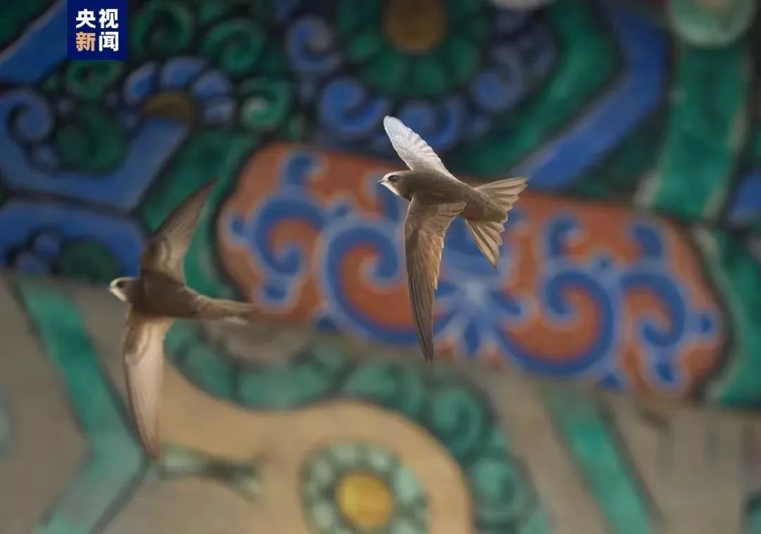 北京中轴线上的雨燕，真的永远不能落地吗？