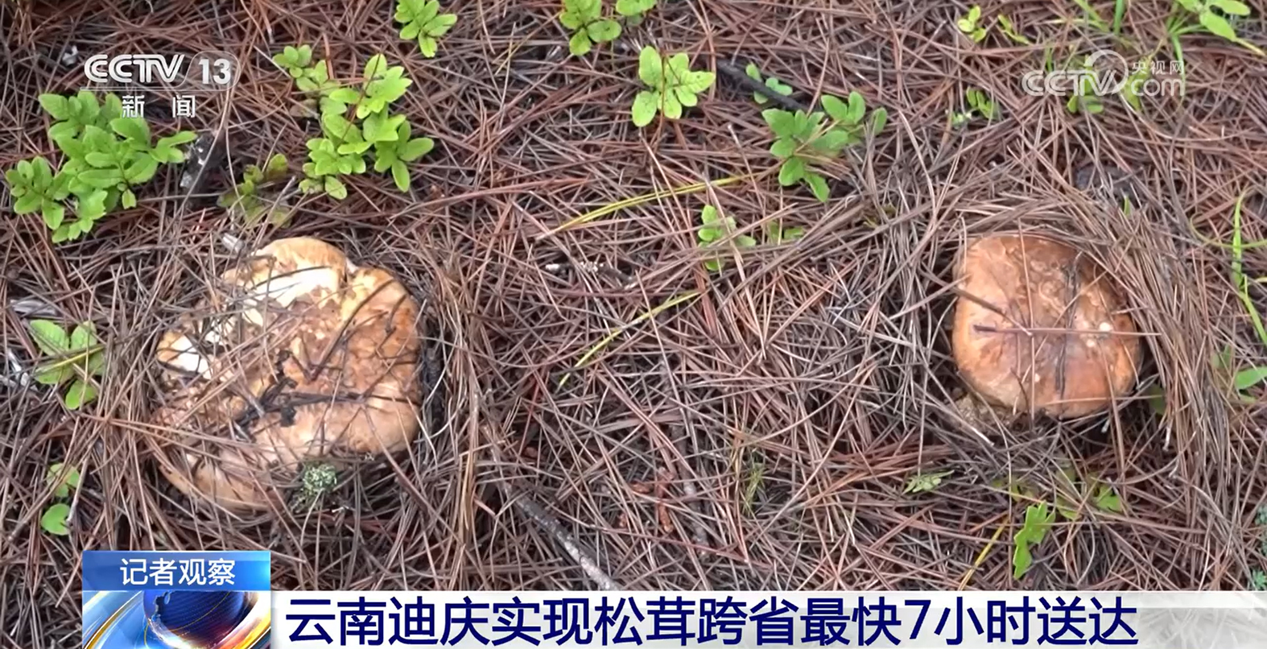 听说你爱吃松茸？最快7小时就能跨省尝到云南鲜味