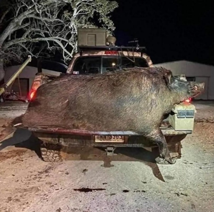 浪浪山小妖怪：小猪妖和猪八戒的出身有什么区别？