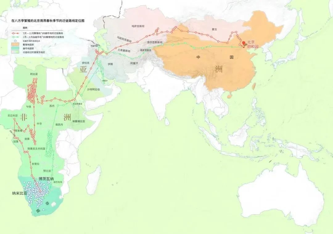 北京中轴线上的雨燕，真的永远不能落地吗？