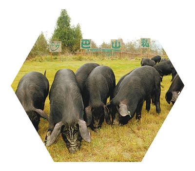 人民日报记者深入三省七县脱贫村调研:脱贫产业兴,日子有奔头 人民日报记者深入三省七县脱贫村调研:脱贫产业兴,日子有奔头