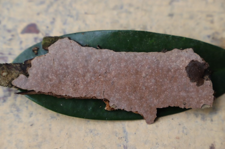 海南热带雨林国家公园发现3个大型真菌新物种 海南热带雨林国家公园发现3个大型真菌新物种