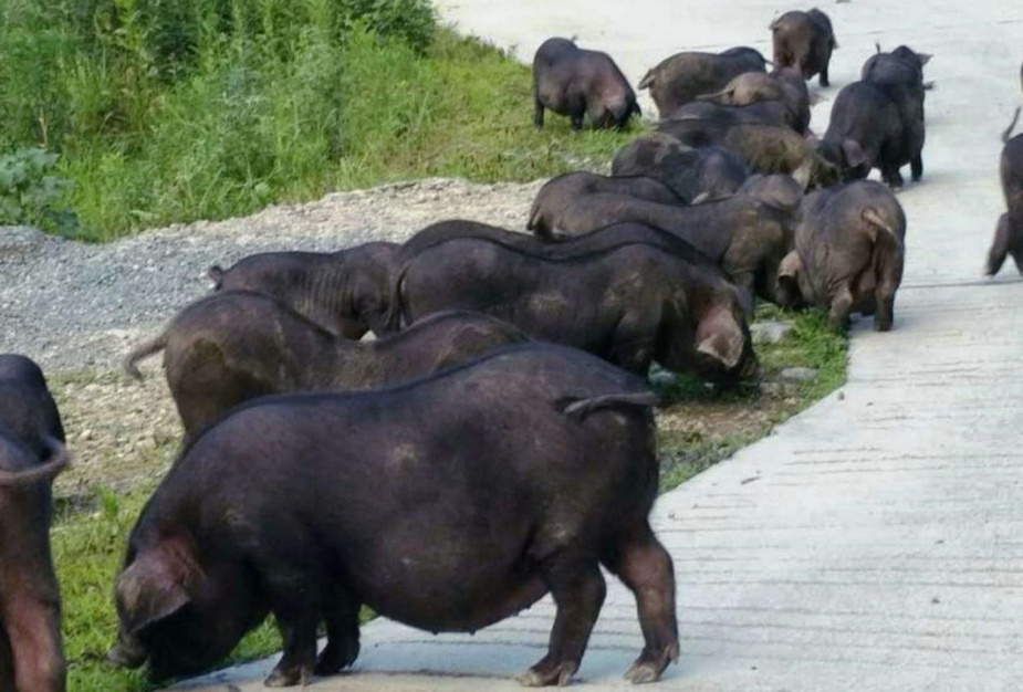 浪浪山小妖怪：小猪妖和猪八戒的出身有什么区别？