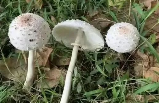 千万别乱吃了!他突传中毒身亡,食用到去世不到72小时……多起血泪教训 千万别乱吃了!他突传中毒身亡,食用到去世不到72小时……多起血泪教训