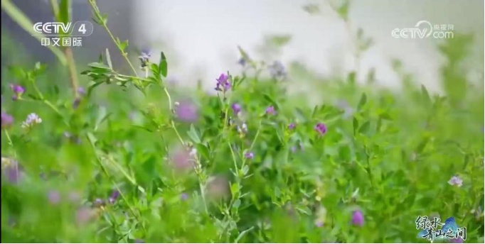 光伏锁沙、苜蓿生金:中国沙漠开挂新操作 光伏锁沙、苜蓿生金:中国沙漠开挂新操作