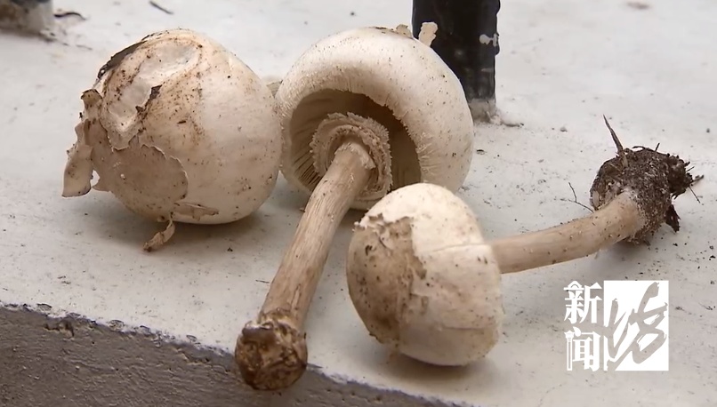 千万别乱吃了!他突传中毒身亡,食用到去世不到72小时……多起血泪教训 千万别乱吃了!他突传中毒身亡,食用到去世不到72小时……多起血泪教训