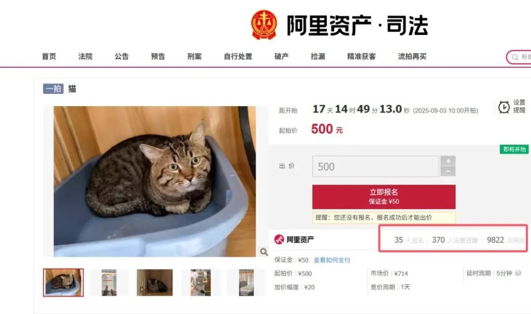 扬州一狸花猫被拍卖抵债，起拍价500元！目前已有35人报名竞拍