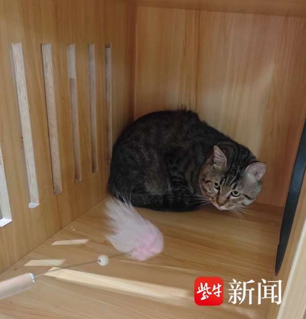 扬州一狸花猫被拍卖抵债，起拍价500元！目前已有35人报名竞拍