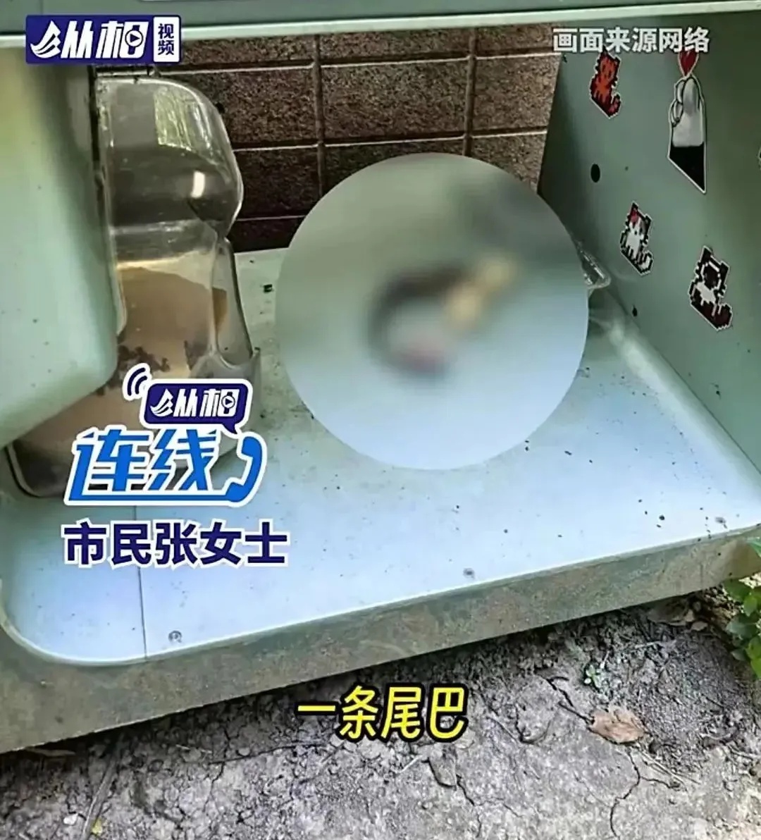 触目惊心！上海一小区猫屋被多次投放猫尸残骸，多方回应