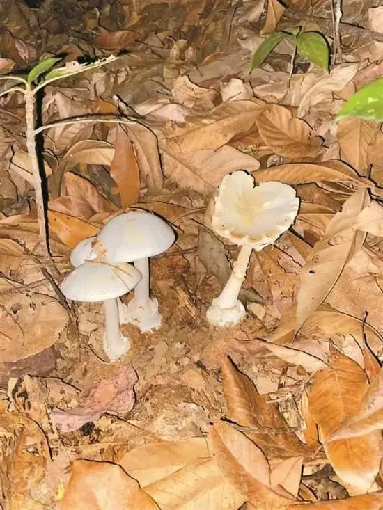 千万别乱吃了!他突传中毒身亡,食用到去世不到72小时……多起血泪教训 千万别乱吃了!他突传中毒身亡,食用到去世不到72小时……多起血泪教训