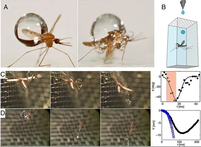 暴雨！今起3天河南多地雨雨雨，暴雨能砸死蚊子吗？河南多地已展开消杀