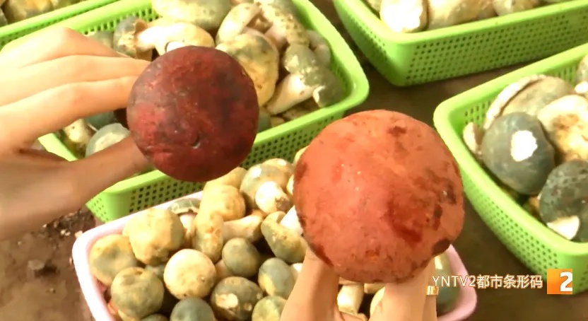 长得像“双胞胎”！这种菌今年好贵！看清楚再下手……