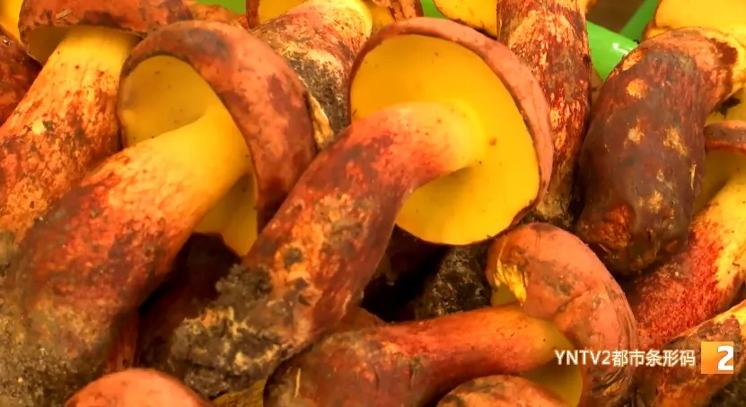 长得像“双胞胎”！这种菌今年好贵！看清楚再下手……