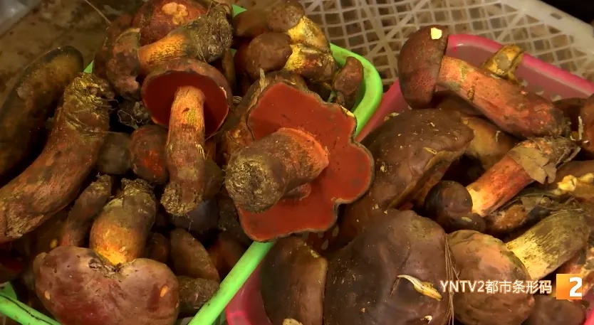 长得像“双胞胎”！这种菌今年好贵！看清楚再下手……