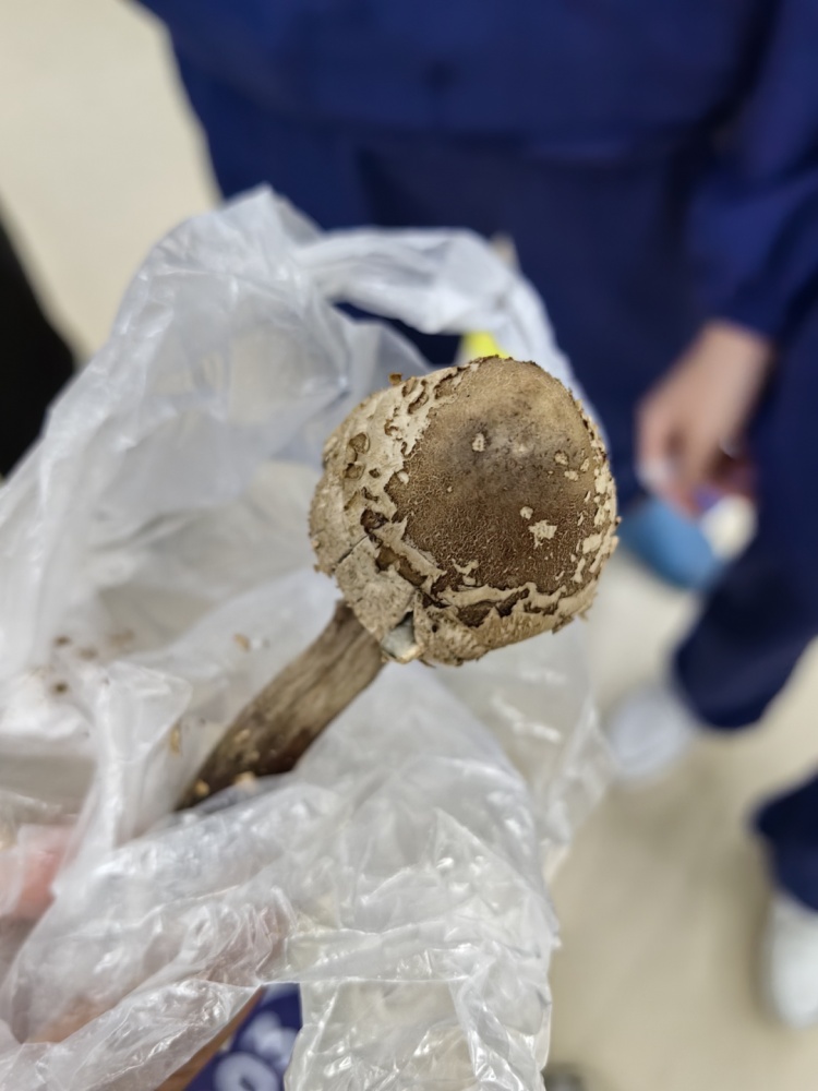 紧急提醒：不要吃野蘑菇！女子随手一捡，却把家人送进医院……