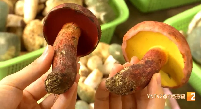 长得像“双胞胎”！这种菌今年好贵！看清楚再下手……