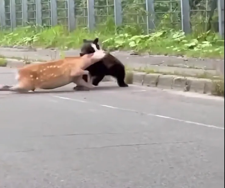 北海道一登山者被熊袭击拖走！已发现高度损毁遗体，1只母熊及2只幼熊被捕杀