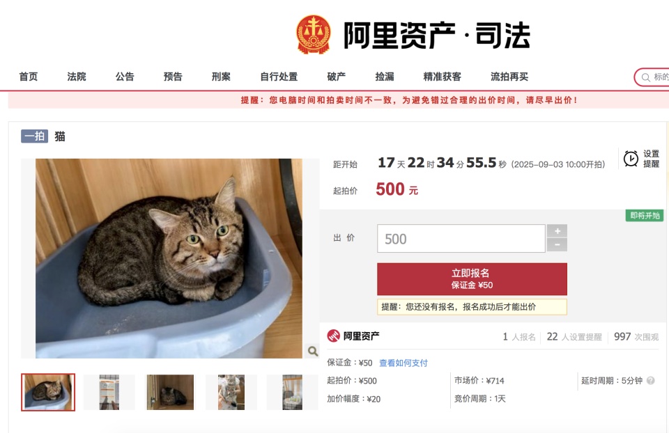 主人因欠钱被法院执行,3岁狸花猫将以500元价格拍卖,目前1人报名 主人因欠钱被法院执行,3岁狸花猫将以500元价格拍卖,目前1人报名