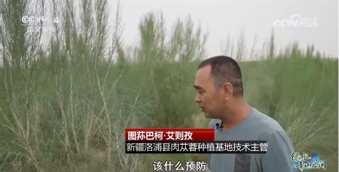 光伏锁沙、苜蓿生金:中国沙漠开挂新操作 光伏锁沙、苜蓿生金:中国沙漠开挂新操作