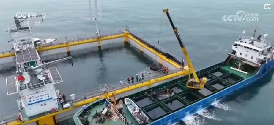 南海开渔丨广东：从种业到装备 打造现代化海洋牧场全产业链