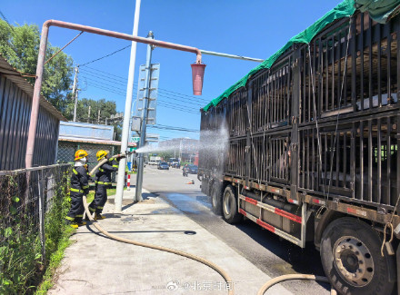 90余头猪中暑消防为猪专列降温
