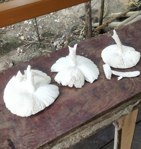 千万别乱吃了!他突传中毒身亡,食用到去世不到72小时……多起血泪教训 千万别乱吃了!他突传中毒身亡,食用到去世不到72小时……多起血泪教训