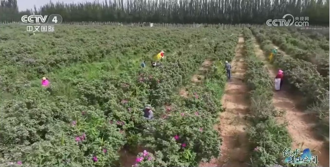 光伏锁沙、苜蓿生金:中国沙漠开挂新操作 光伏锁沙、苜蓿生金:中国沙漠开挂新操作